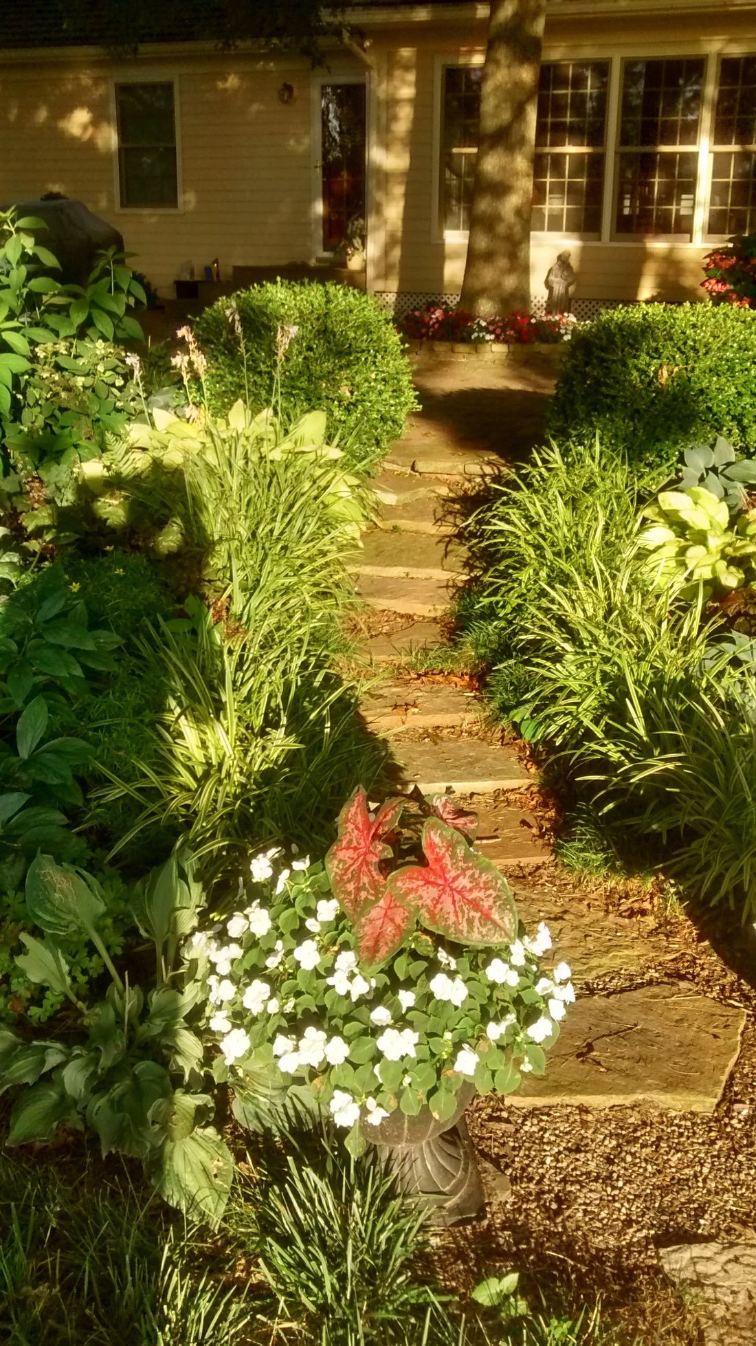 Flagstone garden path bordered by hostas, ornamental grasses, and a planter with caladiums.